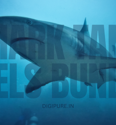 shark tank